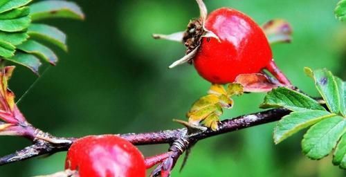 想长寿得会吃，3种食物换着吃，营养丰富，滋补身体，早知早好