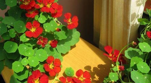 金莲|好看又好养的旱金莲,盆栽抓住这4个要点,花墙、花帘子全有了