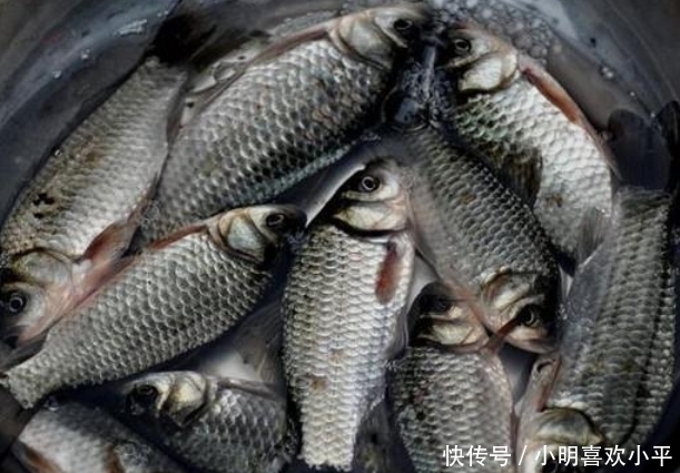 土腥味|鱼的“土腥味”和“柴油味”是哪来的?还能吃吗?今天一次说清楚