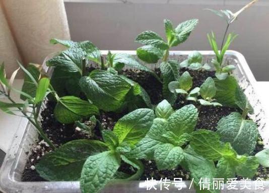 卫生间、浴室异味大咋办？别再喷洒香水遮掩，放上它们就够了