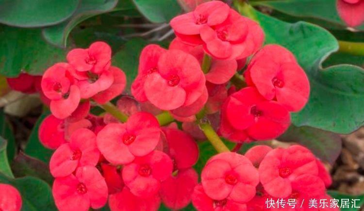 虎刺梅虎刺梅|4种花养了就爆盆,好养易活开花漂亮,满树都是花朵,漂亮极了