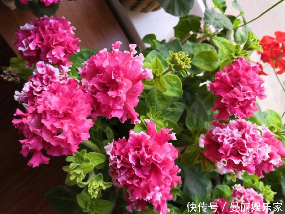 光照|新手养花选这种，好养易活，花美似牡丹，全年开花不停，值得入手