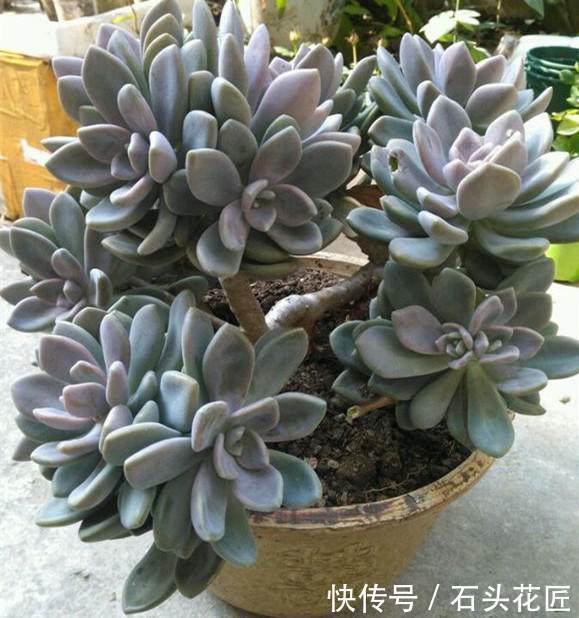 皮实|多肉养1盆死1盆,推荐5个“皮实”品种,一养就爆盆