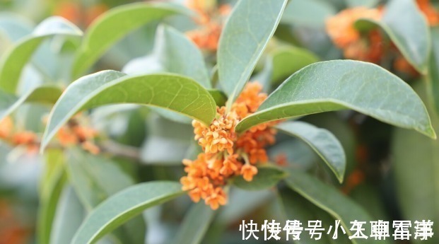 吉祥|庭院无树,无福无禄?有院子就种15种树,随便选一种,吉祥又好看