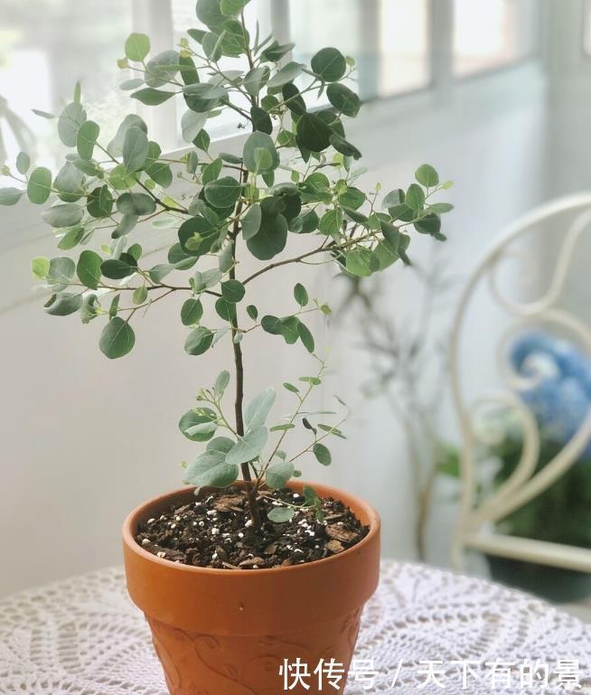 花卉养不好,不如养盆尤加利吧!冬季这样养,不黑腐还枝繁叶茂