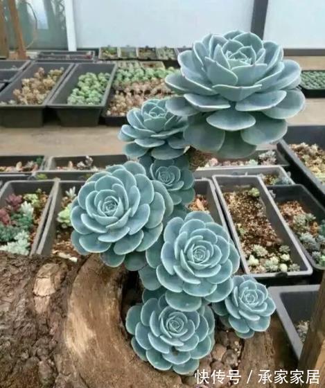 多肉|多肉玉蝶就是“懒胖子”，浇水越少长势越好，长成群生肉墩子