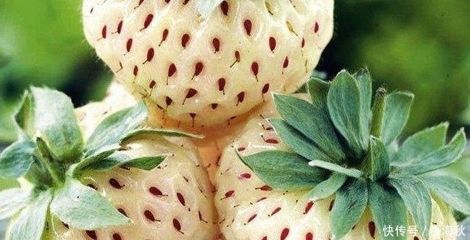 世界上“最贵”的5种水果，吃过3种就是土豪，没钱的我看看就好