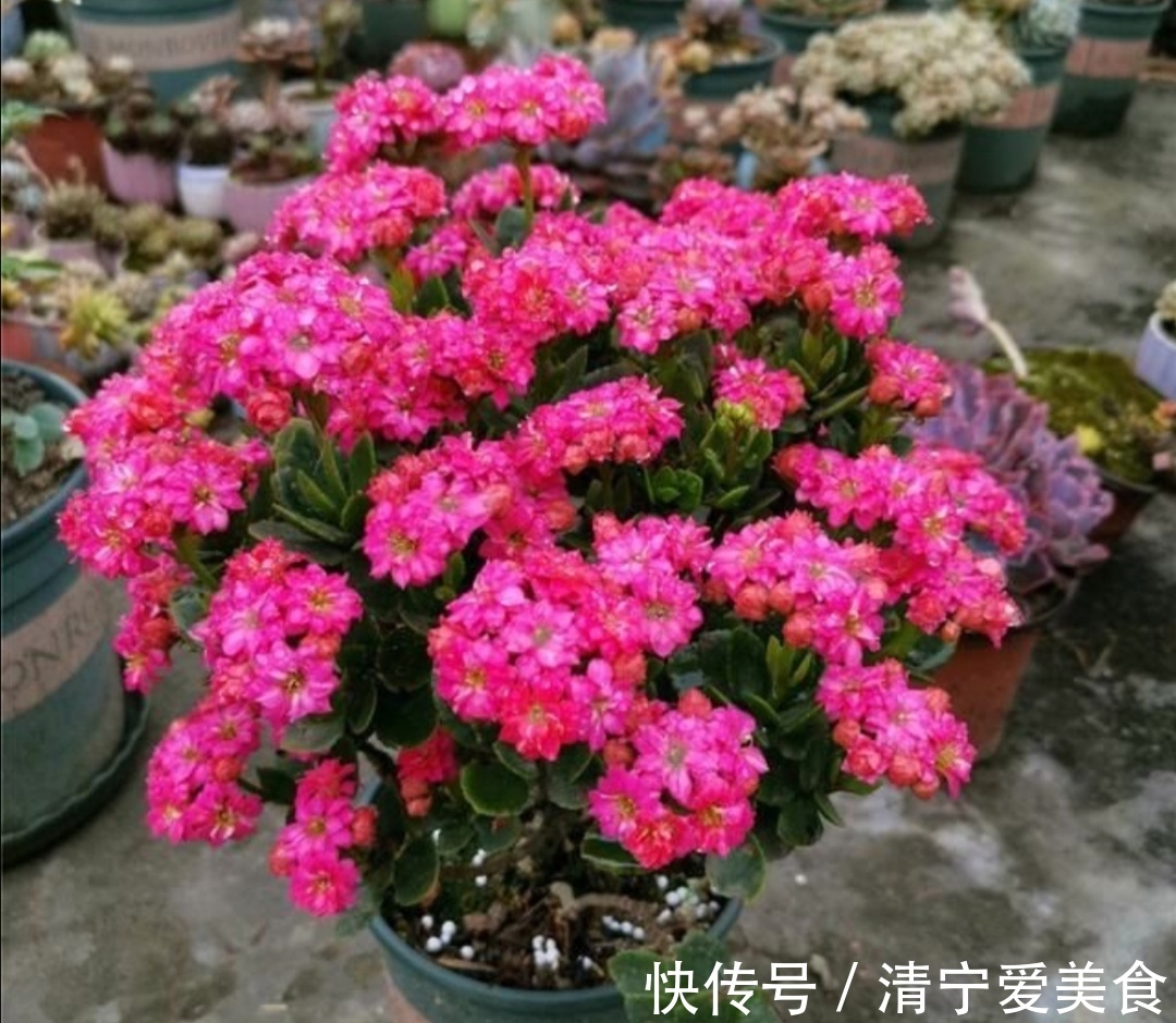 修剪|长寿花多开花,没有什么技巧,只需做好4个关键养护!