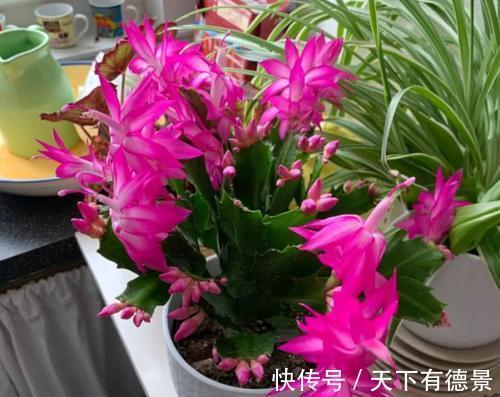 秋凉|蟹爪兰度夏如渡劫,日常盆栽做好此3点,秋凉才能呼呼窜花苞
