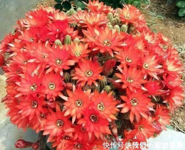 沙漠地带|3种花养家里，旺运又招财，听名字就喜庆，大家都抢着买！