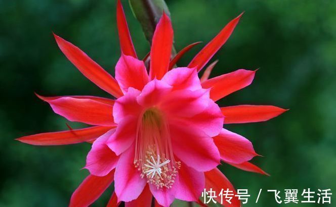 爆盆|1种花,花大色艳胜牡丹,盛夏开爆盆,一开就是上百朵,能开100天