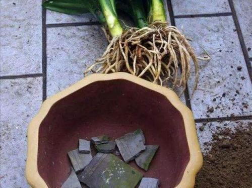 排水|养花,盆底垫什么好,6种“材料”选1种,通透性好不烂根