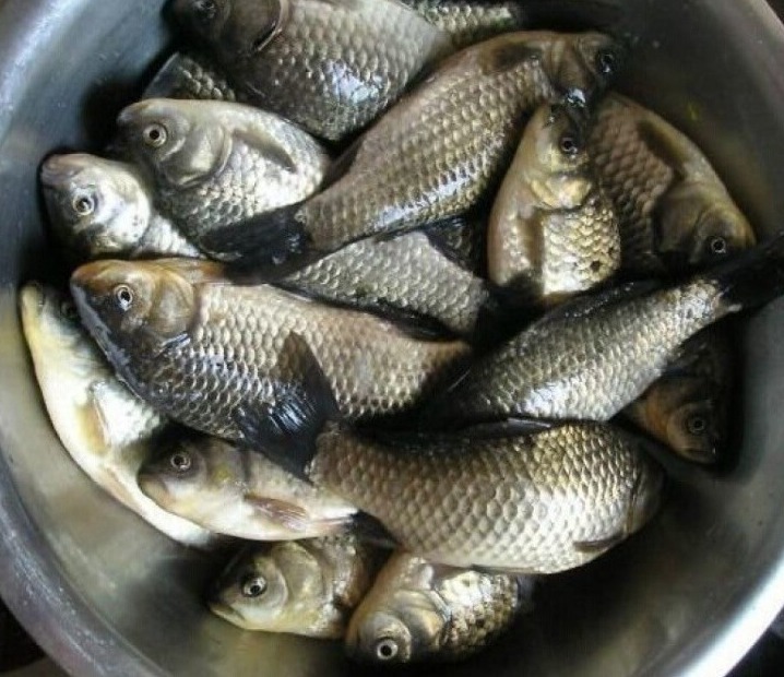 叉尾|暑假多给孩子吃4种鱼,才几元一斤,钙含量高,孩子长个不用愁