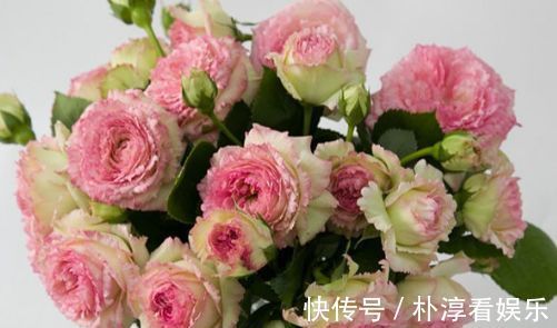 喜欢养玫瑰，那就养“珍稀玫瑰”蕾丝伊甸园，花色浅粉，别致典雅