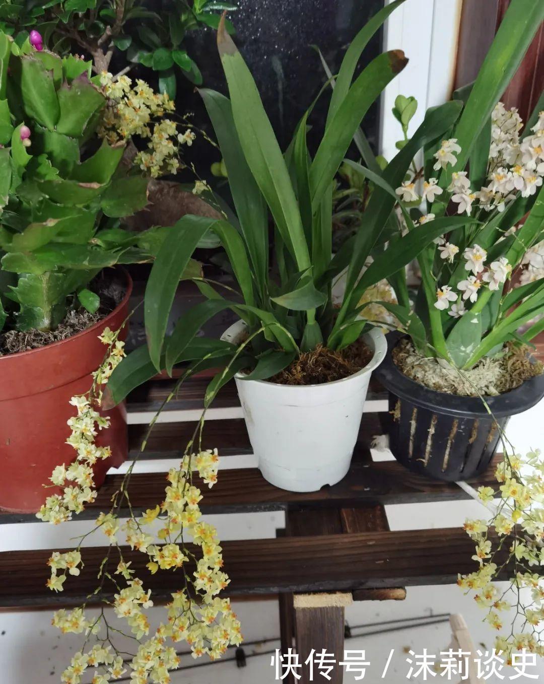 十大最受欢迎年宵花,学会挑选,才不上当