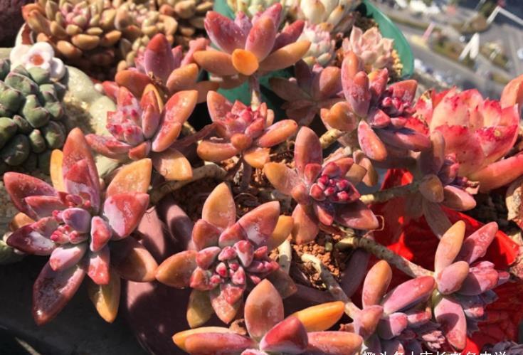 还记得你养的第一盆多肉吗？是不是第一次看到多肉就爱上了它们？