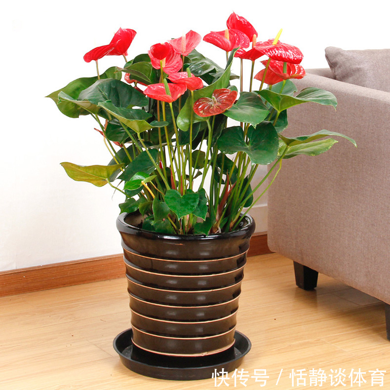 寓意吉祥的“五种花”,好养又吉祥,是打造高端家居的不二选择