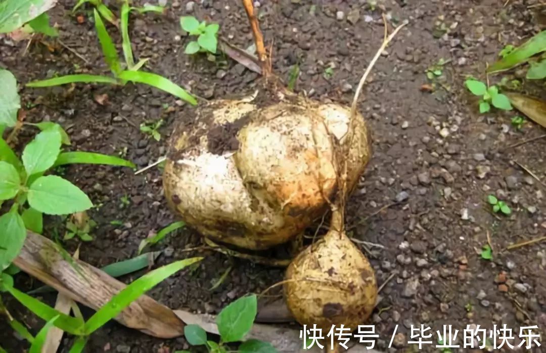 葛薯|梧州这种土货正大量上市！你有多少年都没吃过了？