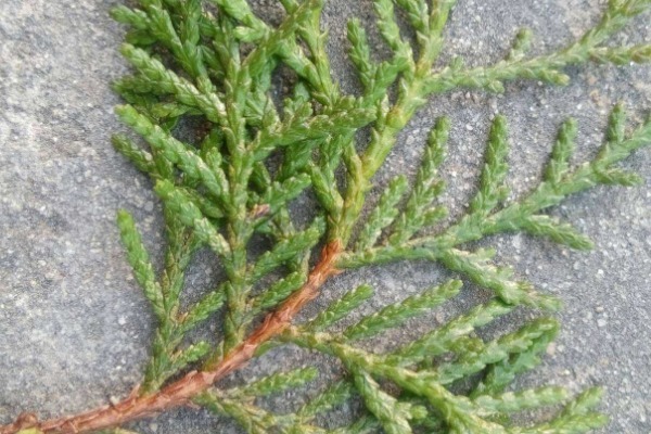 树叶|有了白发别着急，一片树叶煮水洗头，15天后白发会变得乌黑柔软！