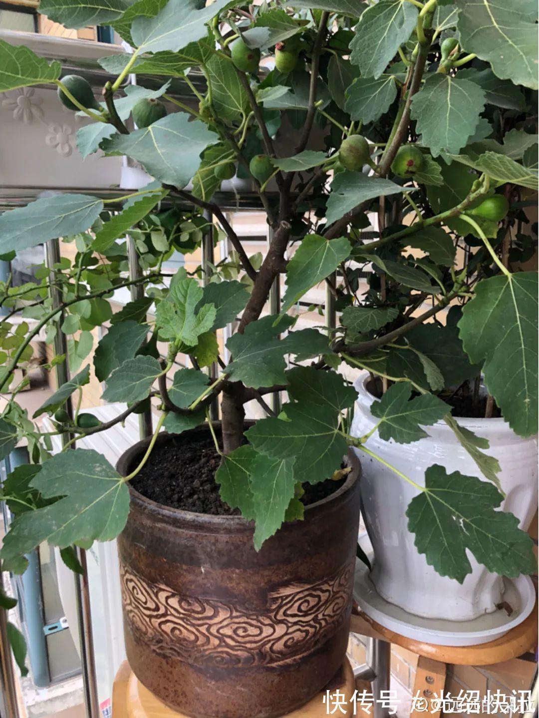 大粗杆插土里，7天生根，当年结果压弯枝，不用买水果了！