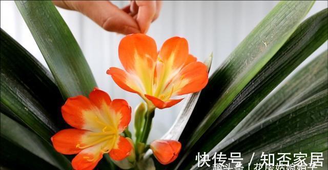 君子兰开花有诀窍,牢记多晒太阳,少浇水勤施肥,注意温差这几样