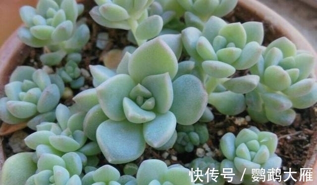 休眠|喜欢能爆一圈侧芽的多肉,就别惦记观音莲了,选2种多肉不后悔