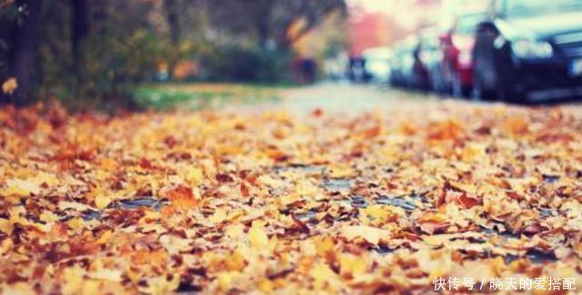 格外|自己动手制作腐叶土、松针土养花,一点不难,还格外省钱好用