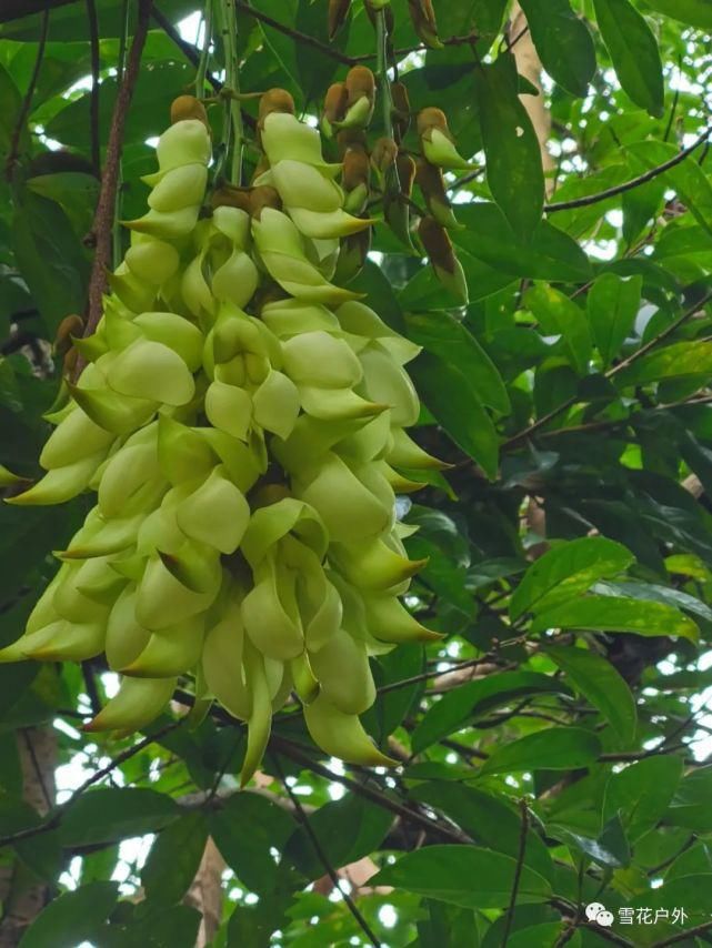 禾雀花开了吗？禾雀花已盛开