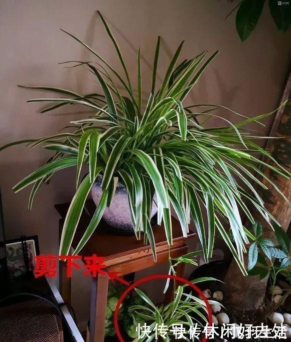 绿萝|这4种花 剪一段枝条丢水里就生根 家中绿意盎然!