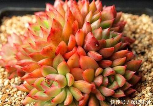 多肉|此款易爆盆多肉，长出状态美得不像话，适合新手！