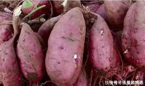 冬季红薯热门抢手货,60岁老中医表示要少吃,吃红薯5个注意点