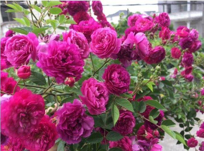 5种生活中的“垃圾”，是很好的“养花神器”，养啥花都旺！