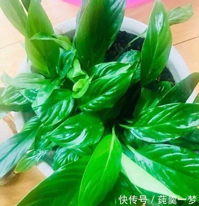 昆虫|逛花市时,这4种“花”尽量不要买,因为在家里根本养不活