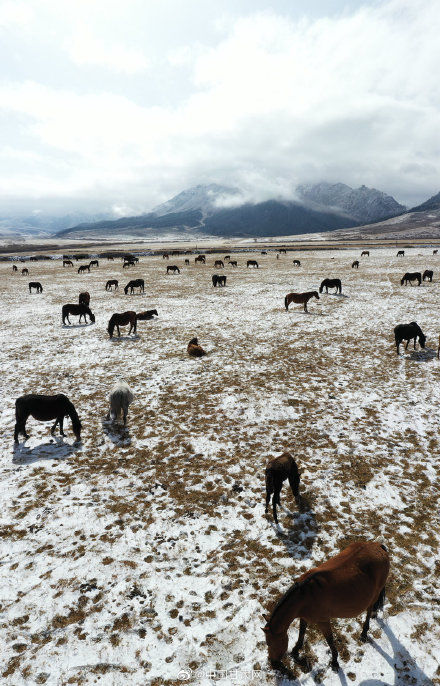 山丹马场|甘肃山丹马场深秋迎降雪 祁连山银装素裹