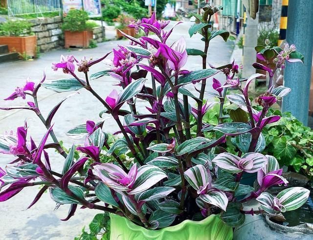 爱花就养一盆“网红吊兰”,叶片自带甜蜜梦幻,比吊兰大气上档次