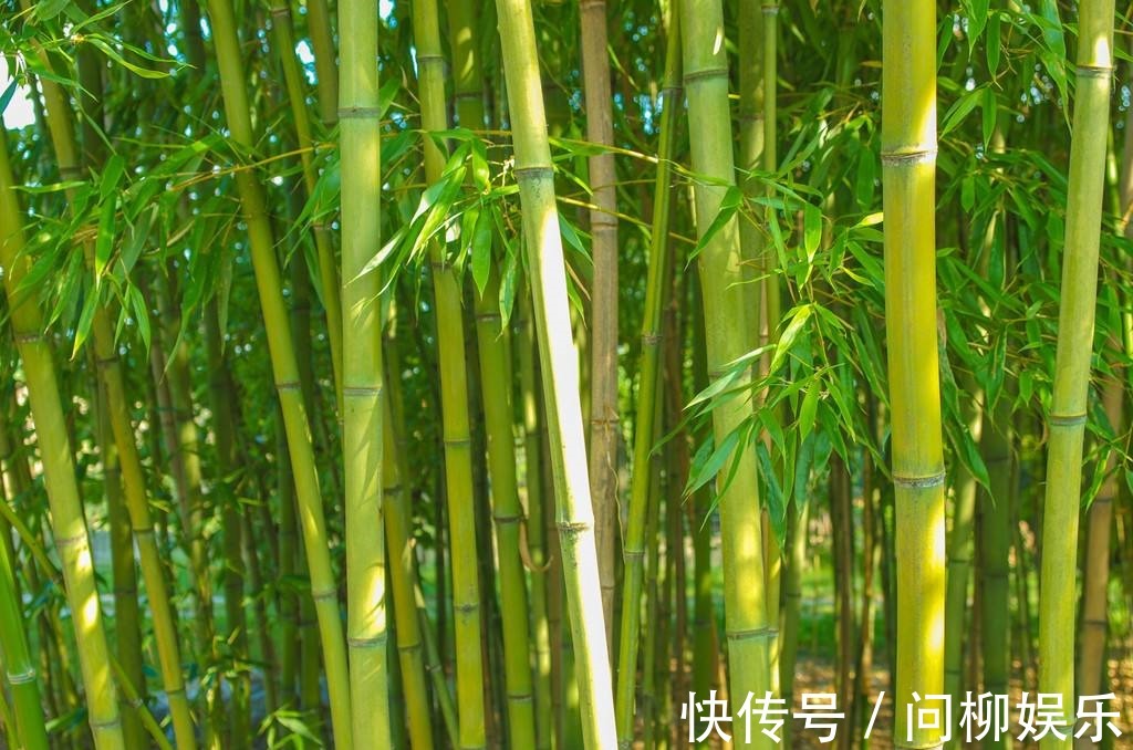 竹子|老中医长寿的秘诀找到了!常用一味中药排毒,无毒百病消