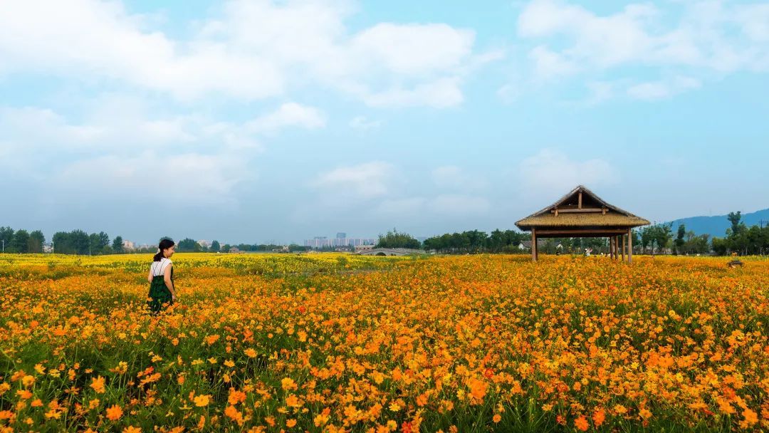 摄影|这片百亩花海绽放在即！初夏的湘湖竟藏着这么多惊喜~