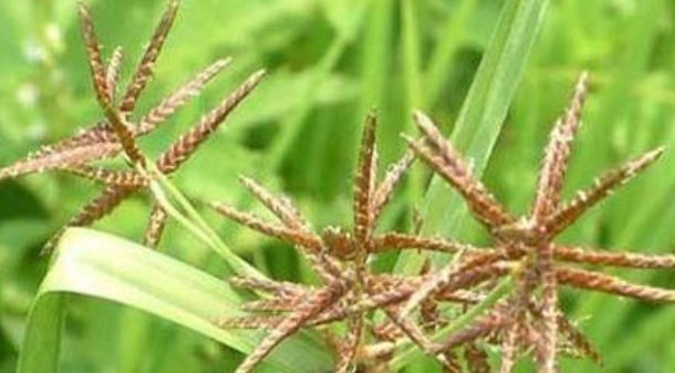 香附子|农村不起眼的野草,竟然是一味治病的民间好中药,你认识吗