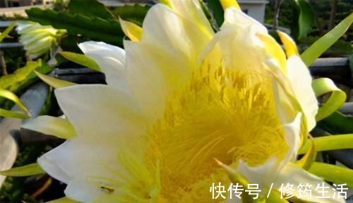 霸王花|女性要皮肤好，常吃几种食物，减肥瘦身，清肠通便，早吃早好