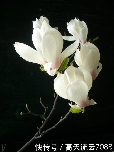 七绝《玉兰花开》平水韵