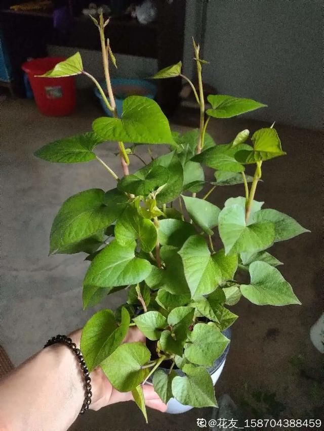 1粒花生丢水里,呼呼长成小森林,这艺术品给钱也不卖