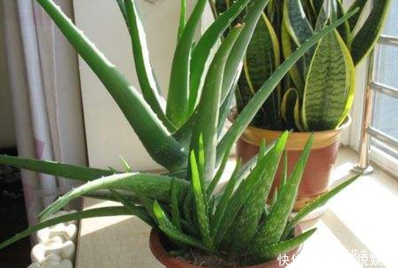 浇水|家养芦荟半死不活多半浇水不正确,改善后生长快叶子肥胖