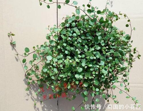 枝繁叶茂|5种吊兰,好养护颜值高,家里养一盆,四季枝繁叶茂!