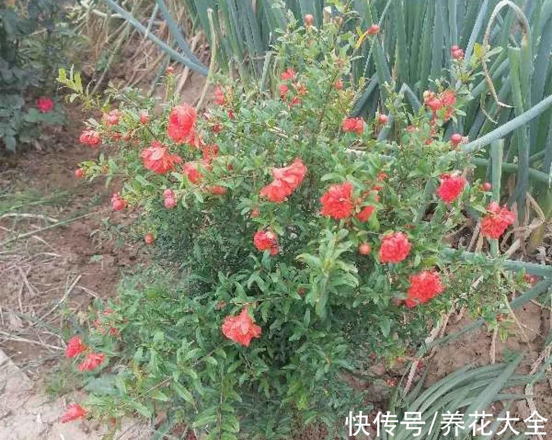 石榴|家里养盆“招财花”,一年四季开红花结红果,“招财旺运”又红火