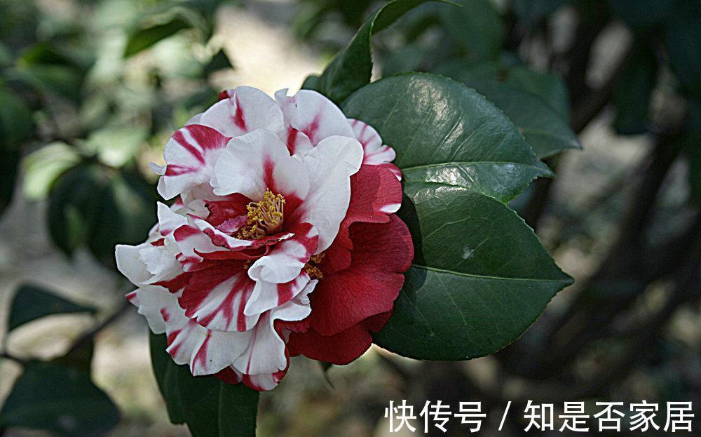 养花试试这几款,一花多色,红白相间,绚丽夺目