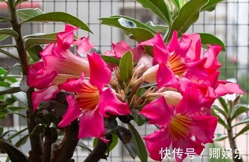 在家养花，不妨试试这些花草，自带香气开花美，还特别好养活