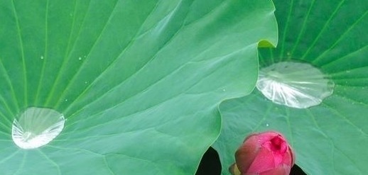 红蕖&荷花有33个名字,不说不知道,12首经典古诗词,都是写荷花的