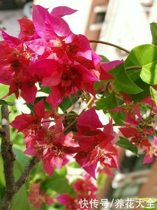 要想三角梅长得旺，光照温度缺一不可，开成花瀑布不是问题