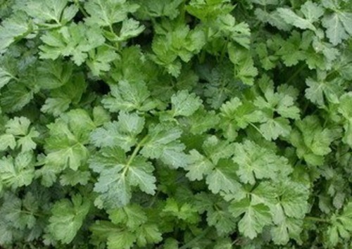 肉丝|此物全身都是宝,特别是叶子,拿来泡水喝,助睡眠,清理血管毒素