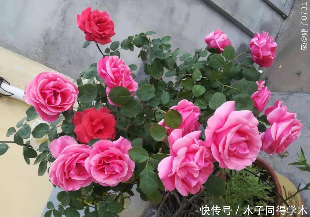 马上进入花期的花,10天一次肥,下个月就开花